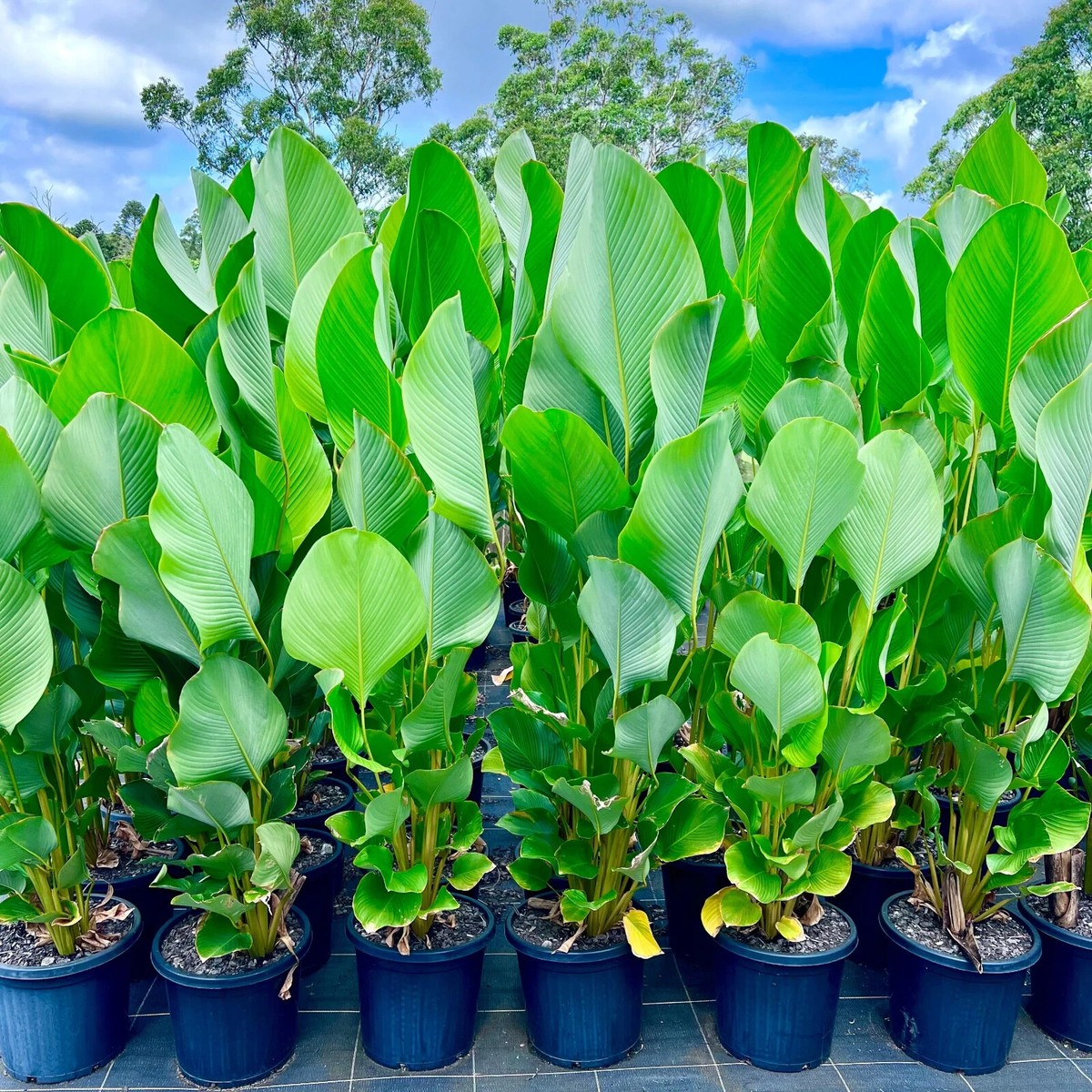 25+ Cigar Calathea Seeds for Garden Planting - USA - FREE SHIPPING!