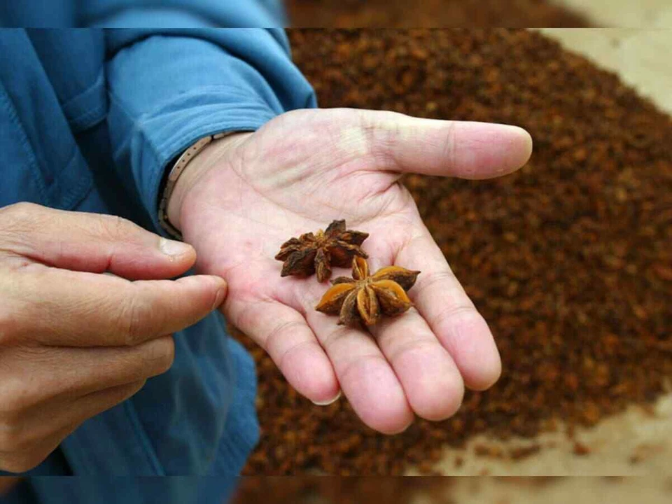 Indian Organic Star Anise Whole | Chakri Phool | Badhiyan Fool | Spice Natural - Image 4 of 4