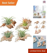 4 Pack Conch Shell Air Plant Holders Natural Decorative Succulent Pots for Home