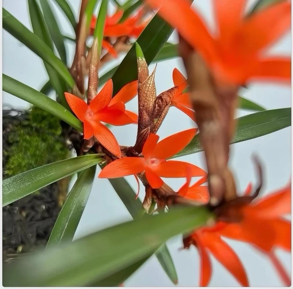 Ceratostylis retisquama Ames Rare Species Orchid Philippines Blooming Size
Opens in a new window or 
