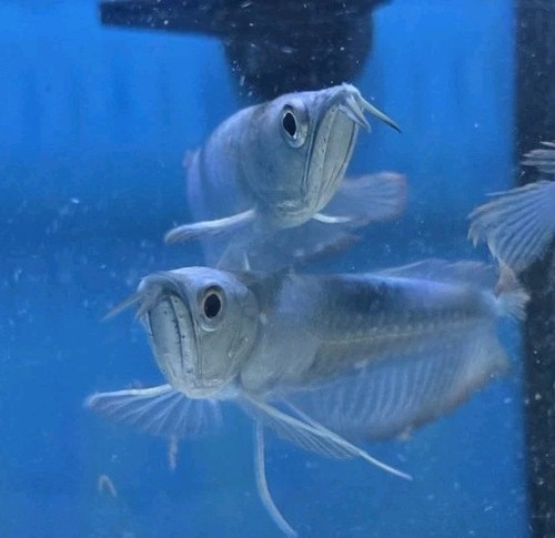 Blueberry Colored Arowana 5" To 6" Inch Live Fish . Imported Thailand. - Picture 7 of 16