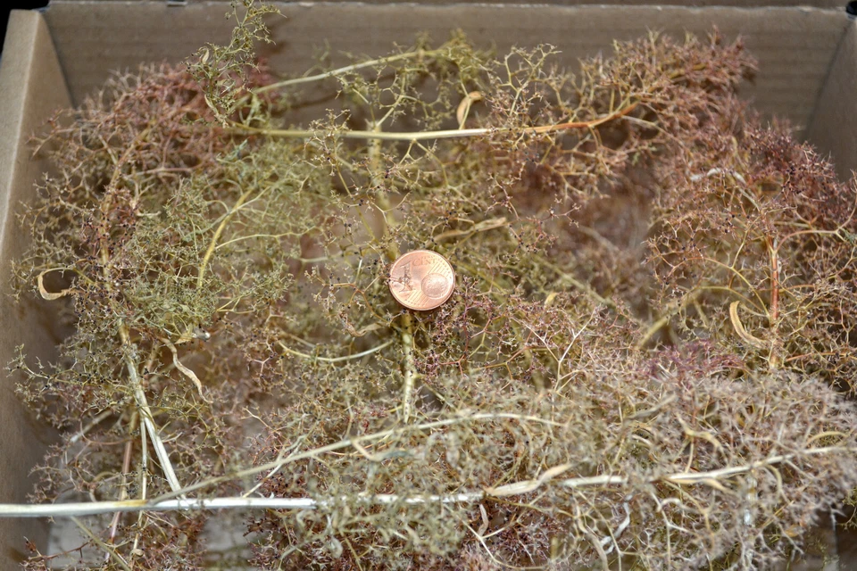 Muwse Seemoos 1 Karton 25X20x10cm Meerschaum Seamoss Bäume Modellbau Baumrohling - Bild 3 von 4