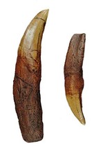 ® Tyrannosaurus Rex () Tooth with Root Replica - 7.25