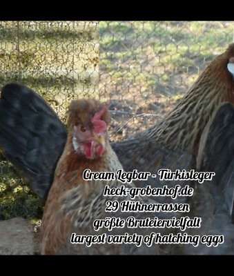 12 Bruteier Vielleger Versand im Spezialkarton hatching eggs