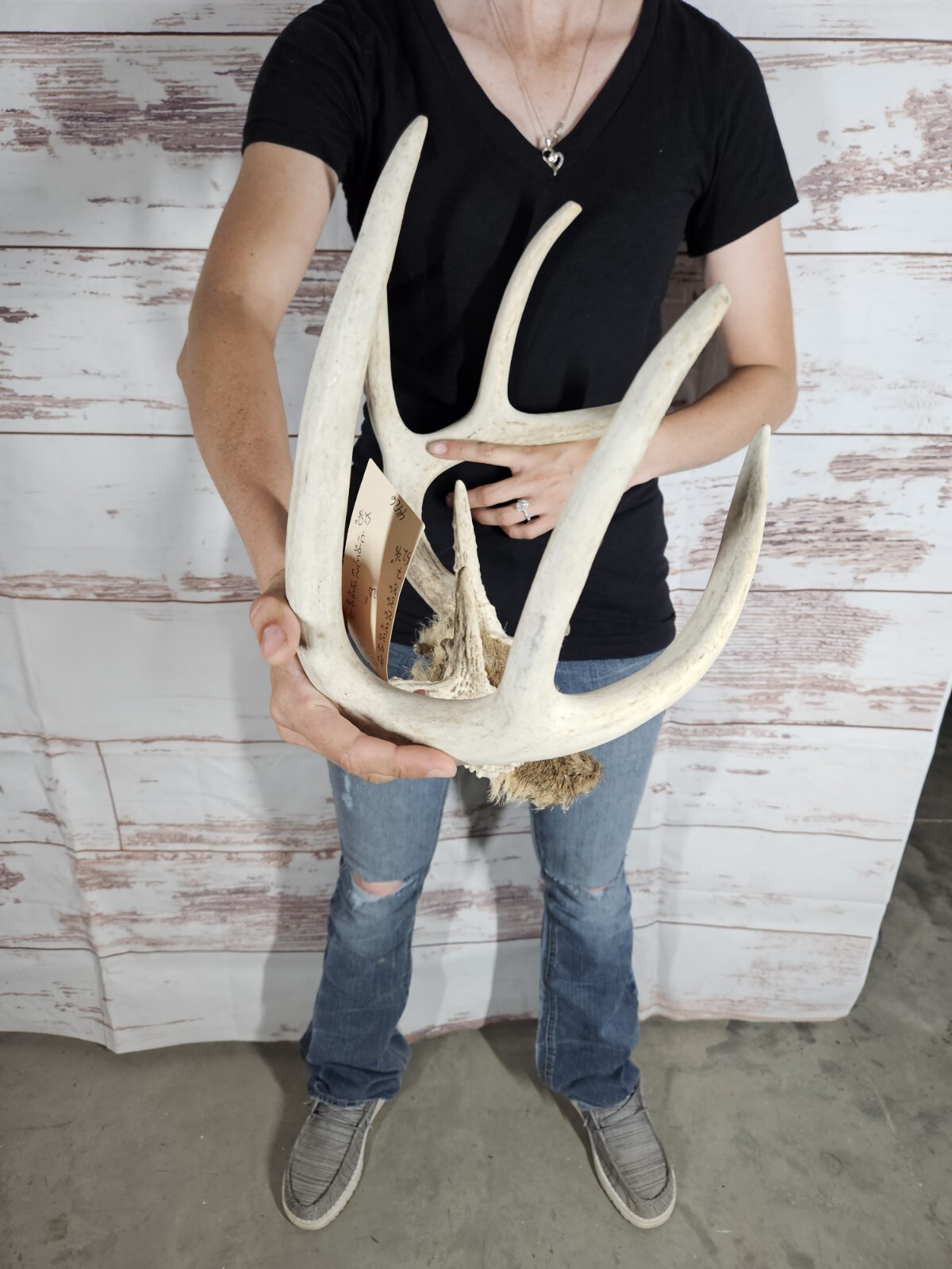 Wild 8 Point Whitetail Deer Antler Rack Horn Skull Plate Man Cave 120 ...