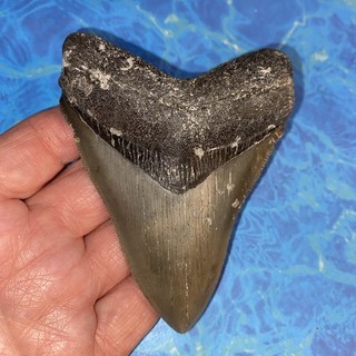 MEGALODON SHARK TOOTH 4.02” HUGE TEETH MEG SCUBA DIVER DIRECT FOSSIL NC 2046