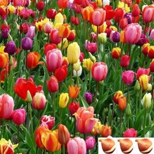 25 Tulip Bulbs for Fall Planting Mixed Perennial Flower Tulip Bulbs Zones 3-8