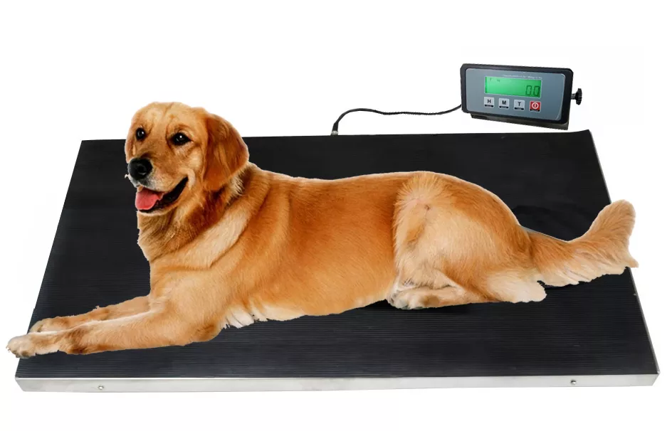 Large 660lb STAINLESS STEEL Dog Digital Pet Scale Veterinary Animal Weight  Vet
