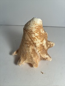 Natural Queen Conch Shell. 6” tall.
