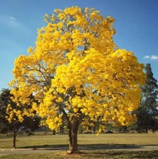 Golden Trumpet Tree Seeds for Planting (50 Seeds) - Handroanthus chrysanthus