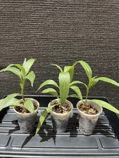 3 Live Rooted Mexican Petunia Plants. Cây Chiều Tím Ruellia