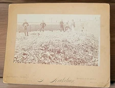 RARE 1890s HAVANA CUBA SKULL BONE MASS GRAVE Spanish American War Cabinet Photo