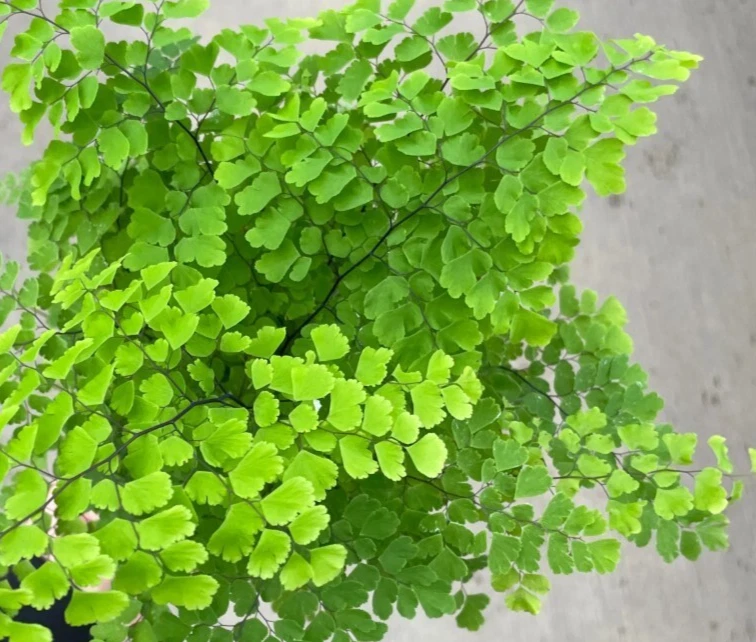 Pacific Maidenhair Fern - 3 Inch Pot - Adiantum Monocolor Fern - Image 4 of 4