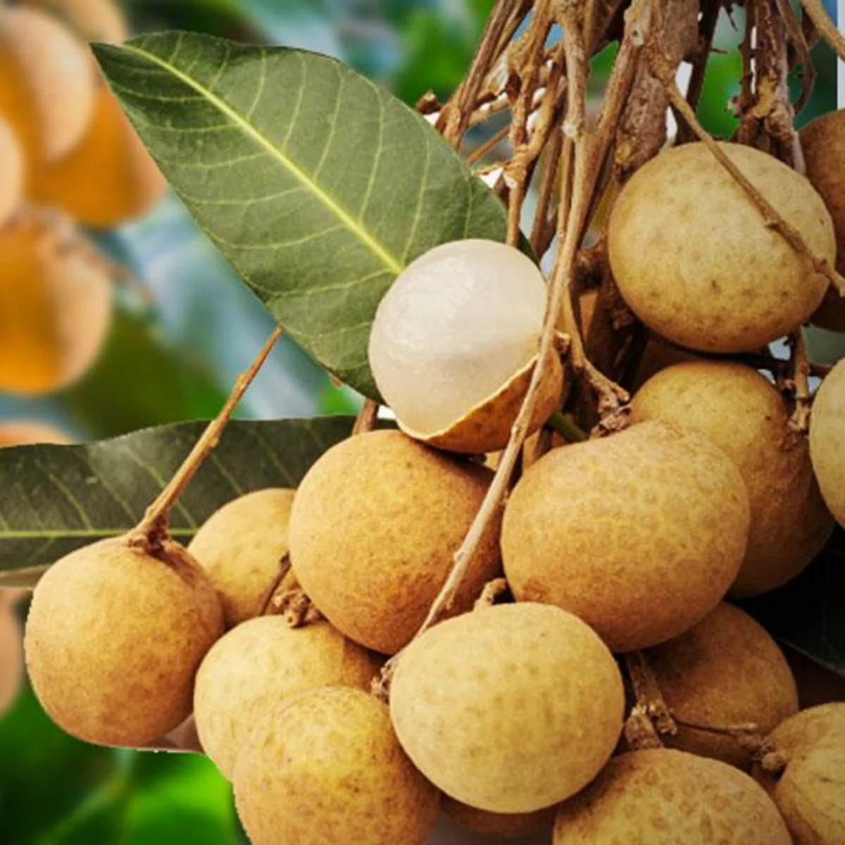 Dimocarpus longan 3 piezas semillas frescas, semillas de frutas Longan, semillas orgánicas, no transgénicas