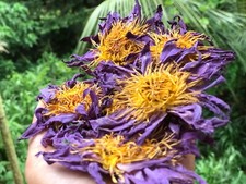 Dried BLUE LOTUS NYMPHAEA CAERULEA 100 Organic Natural Flowers Herbal Tea