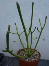 EUPHORBIA TIRUCALLI, shown in 14cm pot, lovely, healthy succulent