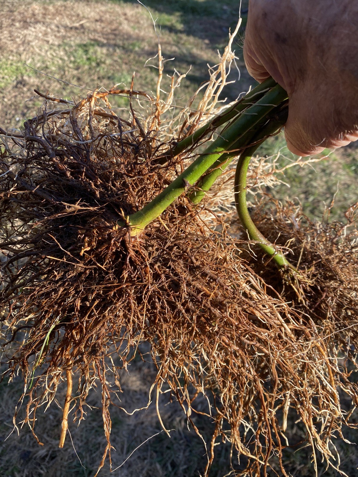 5 Bare Root Triple Crown Thornless Black Berry Plants Buy 5 Plants Get 1 Free 