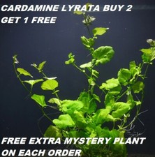 Cardamine Lyrata Bunch Live Aquarium Plants Japan Dwarf Pennywort BUY2GET1FREE