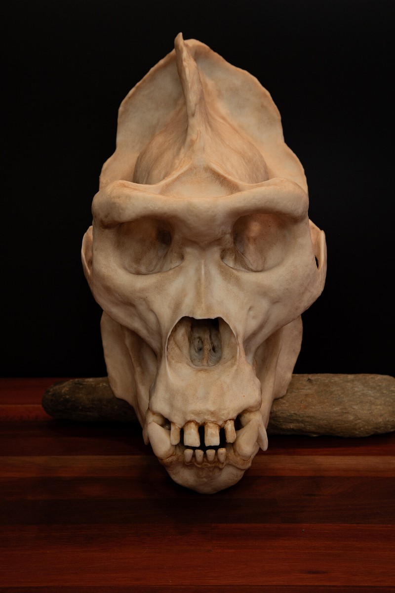 galcia ガルシア UROBOROS SKULL LING Great Grey Owl Skull (with Sclerotic Ring) • Replica Animal