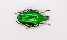 Cetoniidae - Flower Beetle - Pseudochalcothea Nagai (MorF)- Sabah, North Borneo