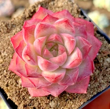 Echeveria Elegans sp. Peach Queen succulent hen and chicks plant seed 50 SEEDS