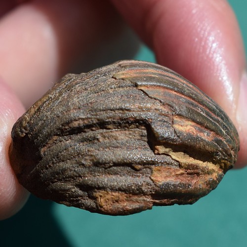 Trilobit mit großer Versteinerung Bolivien Devon Dipleura dekayi boliviensis - Bild 5 von 12