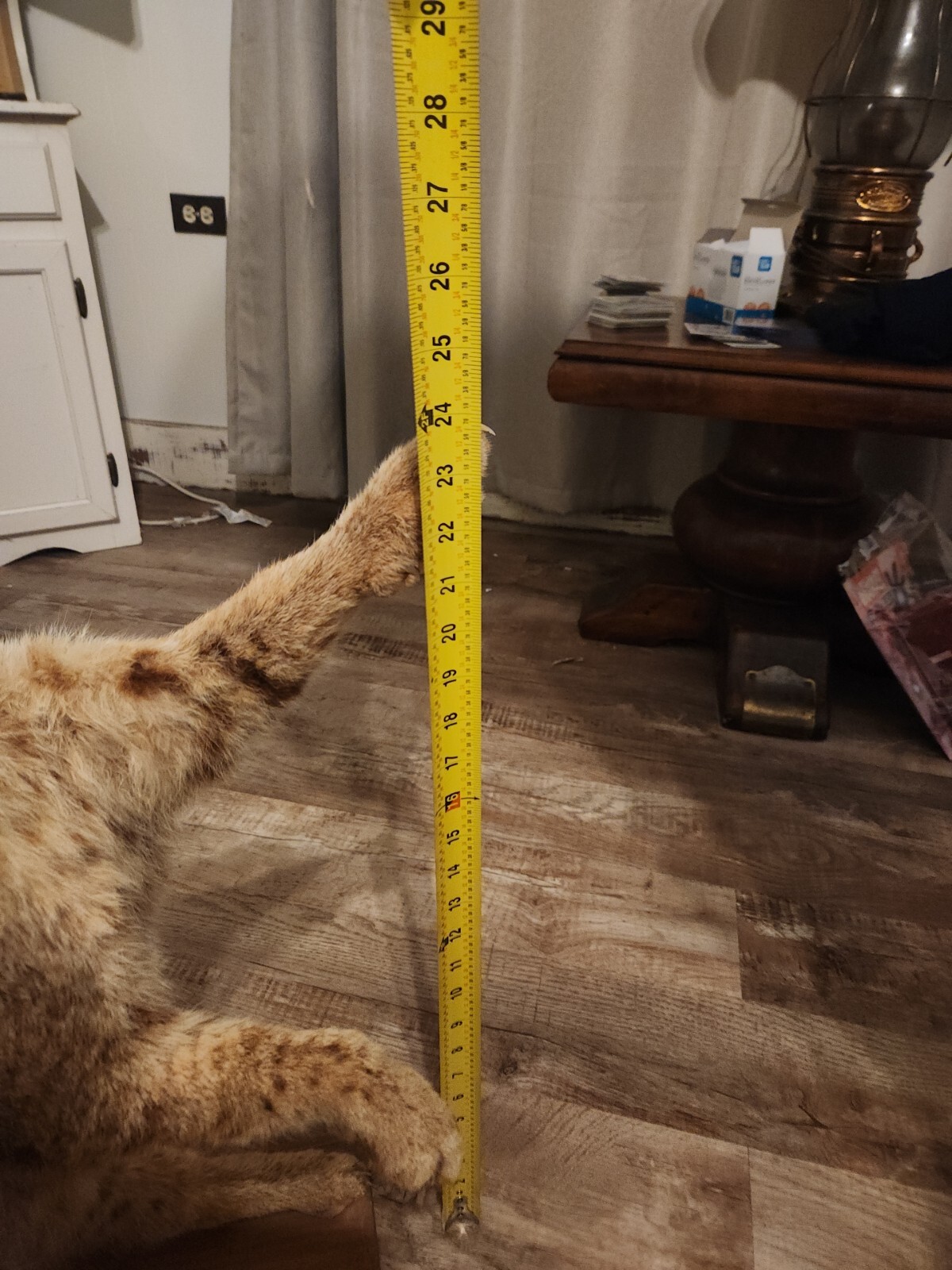 Life Size ARKANSAS Bobcat Floor Mount Taxidermy VINTAGE eBay