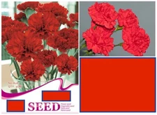 20 SEEDS Classic Red Chinese Carnation flower exotic garden bed plant USA Seller