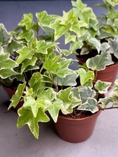 ENGLISH IVY PLANT | Hedera Helix Variegata 9cm Pot | Perfect House or Terrarium