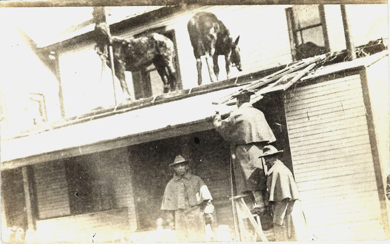 Dayton OH Stranded Horses up on a House Roof March 26 1913 Flood