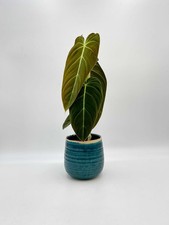 Philodendron Melanochrysum, Rare House Plant, 12cm pot