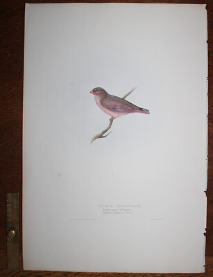 1837 Vinous Grossbeak John GOULD Birds of Europe großer ORIGINAL Druck 21 x 14 Zoll