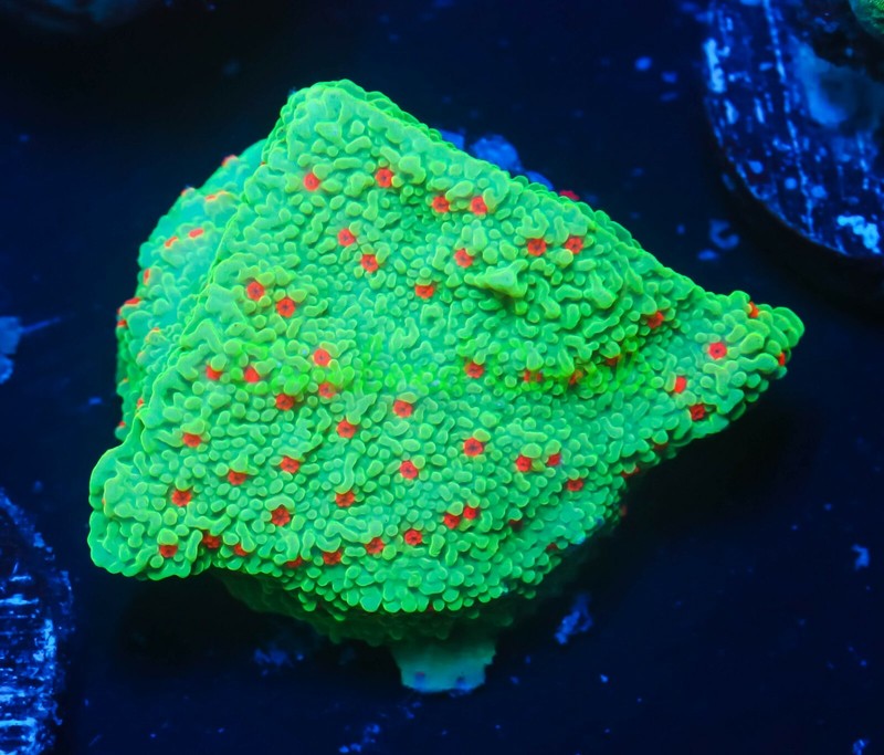 Cornbred's Seasons Greetings Monti Cap - Frag - LIVE CORAL