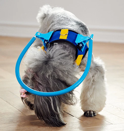 9 Products For Blind Dogs - Pet Radio Magazine