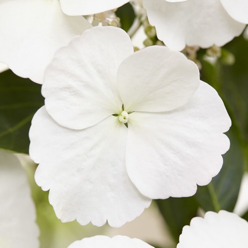 Flowering Shrub, Hydrangea Runaway Bride, White Blooms, 1x 14cm Pot 20-25cm Tall - Picture 12 of 20