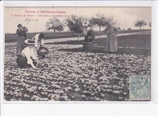 LOIRET: surroundings of pithiviers-en-gâtinais, saffron harvest - very good