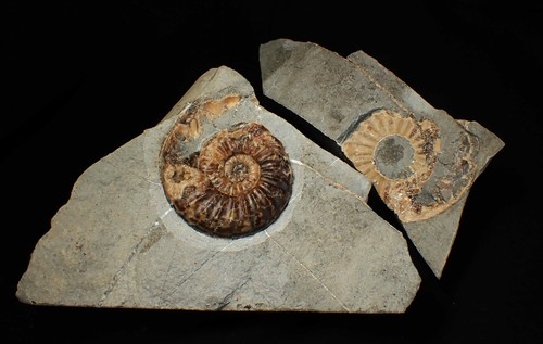 "Popped" Asteroceras obtusum Ammonit Fossil (68 mm) Jurassic Coast UK Mineralien - Bild 2 von 14