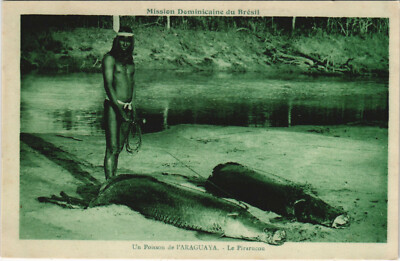 PC BRAZIL, UN POISSON DE L'ARAGUAYA, LE PIRARUCON, Vintage Postcard (b36212)