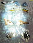 The Serpentine Arthur Rackham Poster Canvas Art Fairies Real Butterfly's 20 x 30 — photo 8