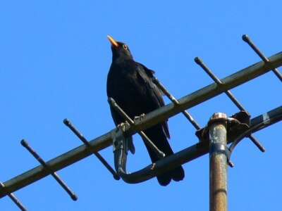 Foto 6x4 Amsel auf einer Antenne, Swindon Coate\/SU1882 heute sehr lautstark, um 2007