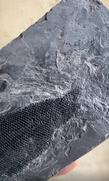 Natural Lepidotes fossil--fish body 15cm - Image 4 of 4