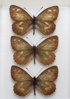 Azores Grayling Butterflies H. occidentalis minima. From Corvo Moth/insect #10