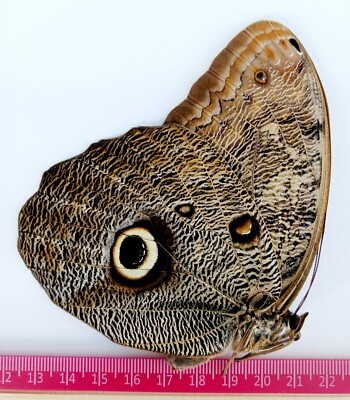  LOT OF 10 CALIGO EURILOCHUS OWL BUTTERFLY  WINGS CLOSED A1 SATIPO-PERU 