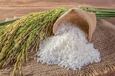 GROW YOUR OWN Thai White Jasmine Rice Plant Fresh SEEDS Organic Vegetable Grain