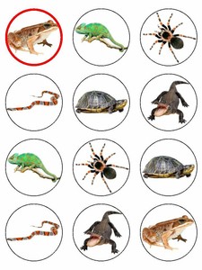 reptile cupcake toppers