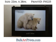 (22 x 28) Poster Art Prints PH225 DAVID E. MYERS POLAR BEARS