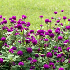 Outsidepride Purple Gomphrena Seeds - 1000 Pcs Annual, 1000 Seeds, 