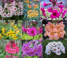 9 X plant Candelabra Primula collection bog garden pond edge damp woodland