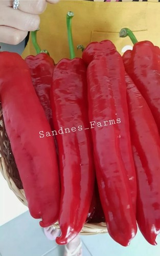 SWEET GIANT PALERMO ® PEPPER 20 SEEDS, GIANT!! HUGE!!, Organic Qld Australia - Picture 4 of 4