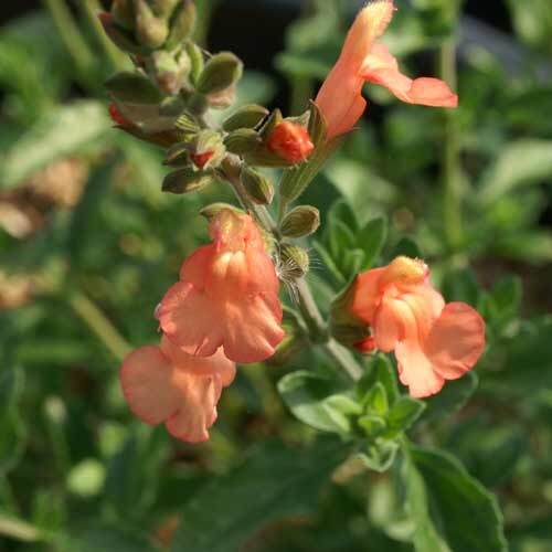 PERENNIAL SALVIA PLUG PLANTS PICK + MIX PAY ONLY ONE POSTAGE COST MIXED FLOWERS - Picture 36 of 88
